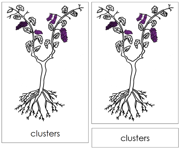 Grapevine Nomenclature 3-Part Cards and Blackline Master - Montessori Print Shop Digital Download