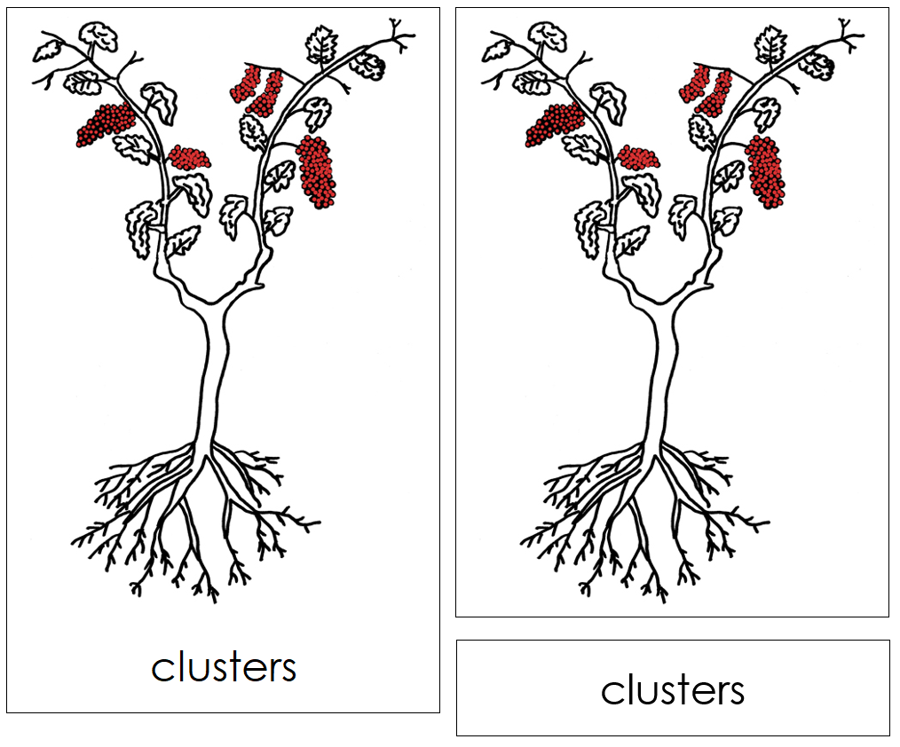 Grapevine Nomenclature 3-Part Cards (red) and Blackline Master - Montessori Print Shop Digital Download