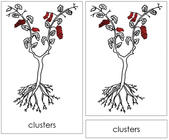 Grapevine Nomenclature 3-Part Cards (red) and Blackline Master - Montessori Print Shop Digital Download