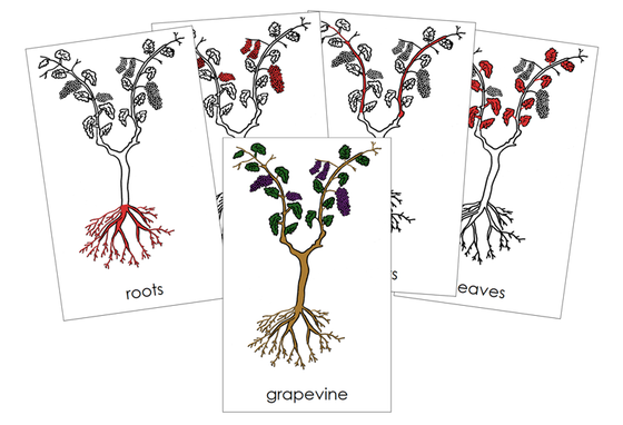 Grapevine Nomenclature 3-Part Cards (red) and Blackline Master - Montessori Print Shop Digital Download