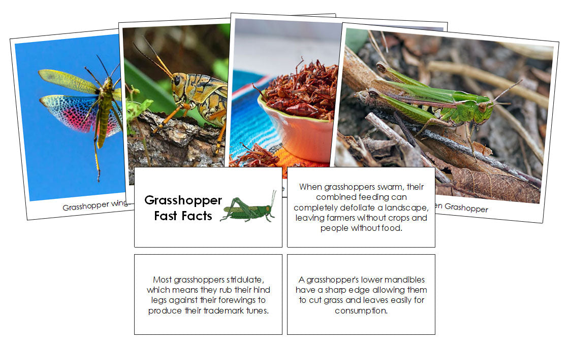 Grasshopper Fast Facts & Pictures - Montessori Print Shop Digital Download