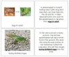 Grasshopper Life Cycle Book - Montessori Print Shop