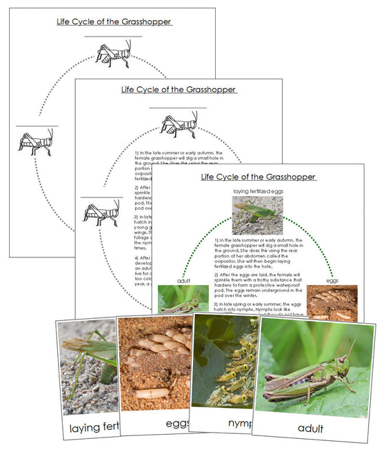 Grasshopper Life Cycle Nomenclature Cards & Charts - Montessori Print Shop