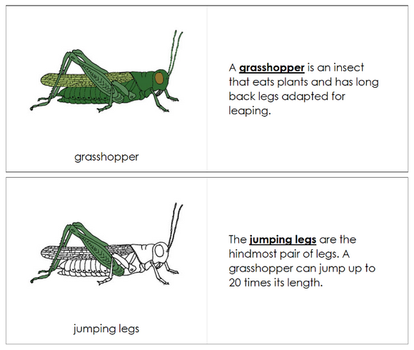Parts of a Grasshopper Nomenclature Book - Montessori Print Shop Digital Download