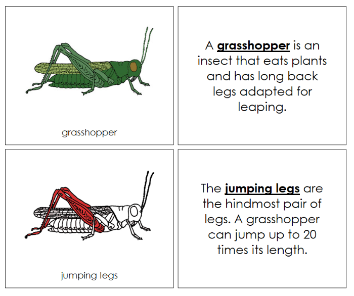 Parts of a Grasshopper Nomenclature Book (red) - Montessori Print Shop Digital Download