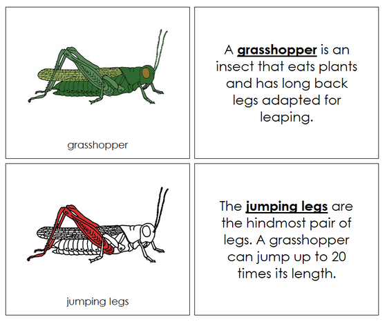 Parts of a Grasshopper Nomenclature Book (red) - Montessori Print Shop