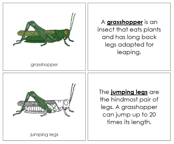 Parts of a Grasshopper Nomenclature Book - Montessori Print Shop Digital Download
