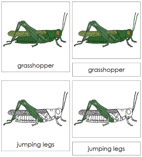 Parts of a Grasshopper Nomenclature 3-Part Cards - Montessori Print Shop Digital Download