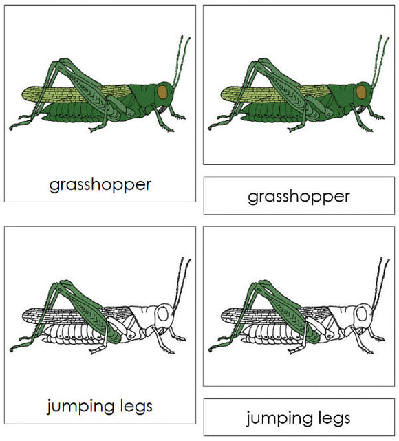 Parts of a Grasshopper 3-Part Nomenclature Cards - Montessori Print Shop Digital Download