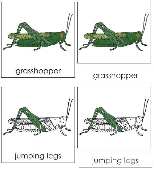 Grasshopper Nomenclature Cards - Montessori Print Shop