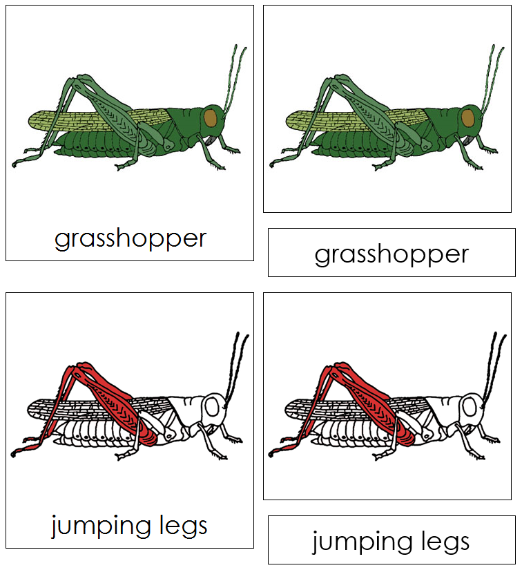 Grasshopper Nomenclature 3-Part Cards (red) - Montessori Print Shop