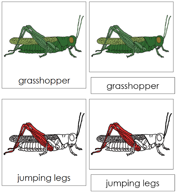 Parts of a Grasshopper 3-Part Nomenclature Cards (red) - Montessori Print Shop Digital Download