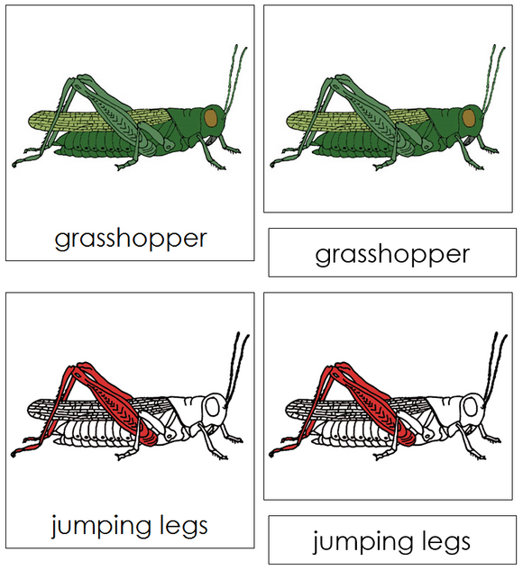 Grasshopper Nomenclature Cards (red) - Montessori Print Shop