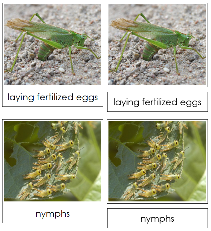 Grasshopper Life Cycle Nomenclature 3-Part Cards & Charts - Montessori Print Shop