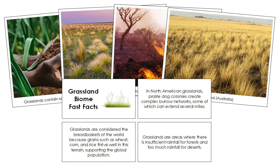 Grassland Biome Fast Facts and Pictures - Montessori Print Shop Digital Download