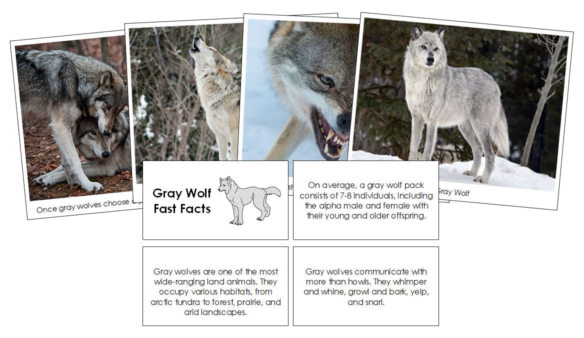 Gray Wolf Fast Facts & Pictures - Montessori Print Shop Digital Download