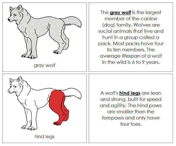 Parts of a Gray Wolf Nomenclature Book (red) - Montessori Print Shop Digital Download