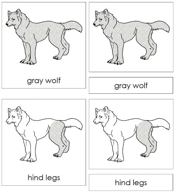 Parts of a Gray Wolf Nomenclature 3-Part Cards - Montessori Print Shop Digital Download