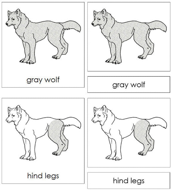 Parts of a Gray Wolf 3-Part Nomenclature Cards - Montessori Print Shop Digital Download