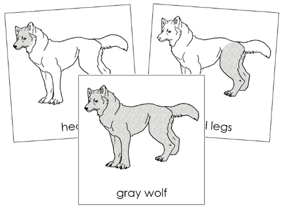 Parts of a Gray Wolf 3-Part Nomenclature Cards - Montessori Print Shop Digital Download
