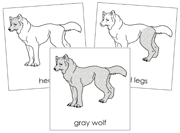 Parts of a Gray Wolf 3-Part Nomenclature Cards - Montessori Print Shop Digital Download