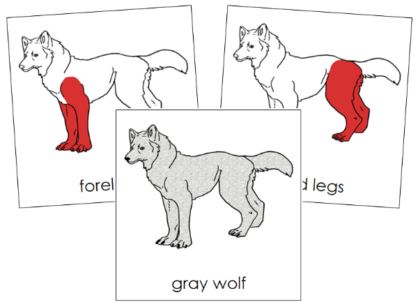 Parts of a Gray Wolf Nomenclature Cards (red) - Montessori Print Shop Digital Download