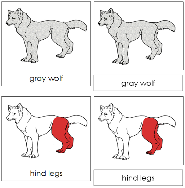 Parts of a Gray Wolf Nomenclature Cards (red) - Montessori Print Shop Digital Download