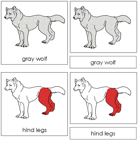 Gray Wolf Nomenclature Cards (red) - Montessori Print Shop