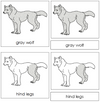 Gray Wolf Nomenclature 3-Part Cards - Montessori Print Shop