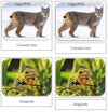 Great Lakes - Safari TOOB Cards