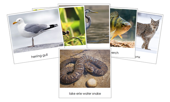 Great Lakes Safari TOOB Cards - Montessori Print Shop Digital Download