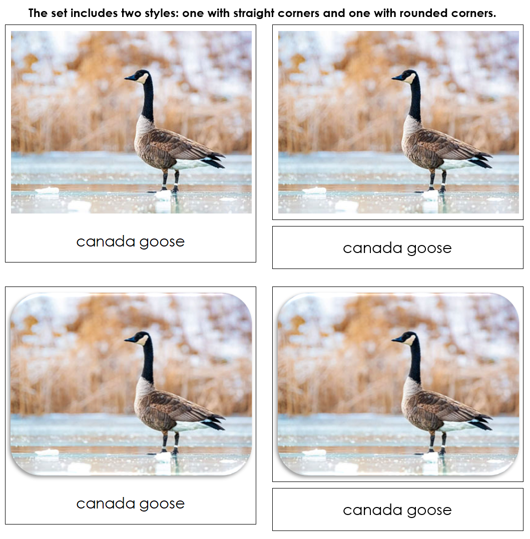 Great Lakes Safari TOOB Cards - Montessori Print Shop Digital Download