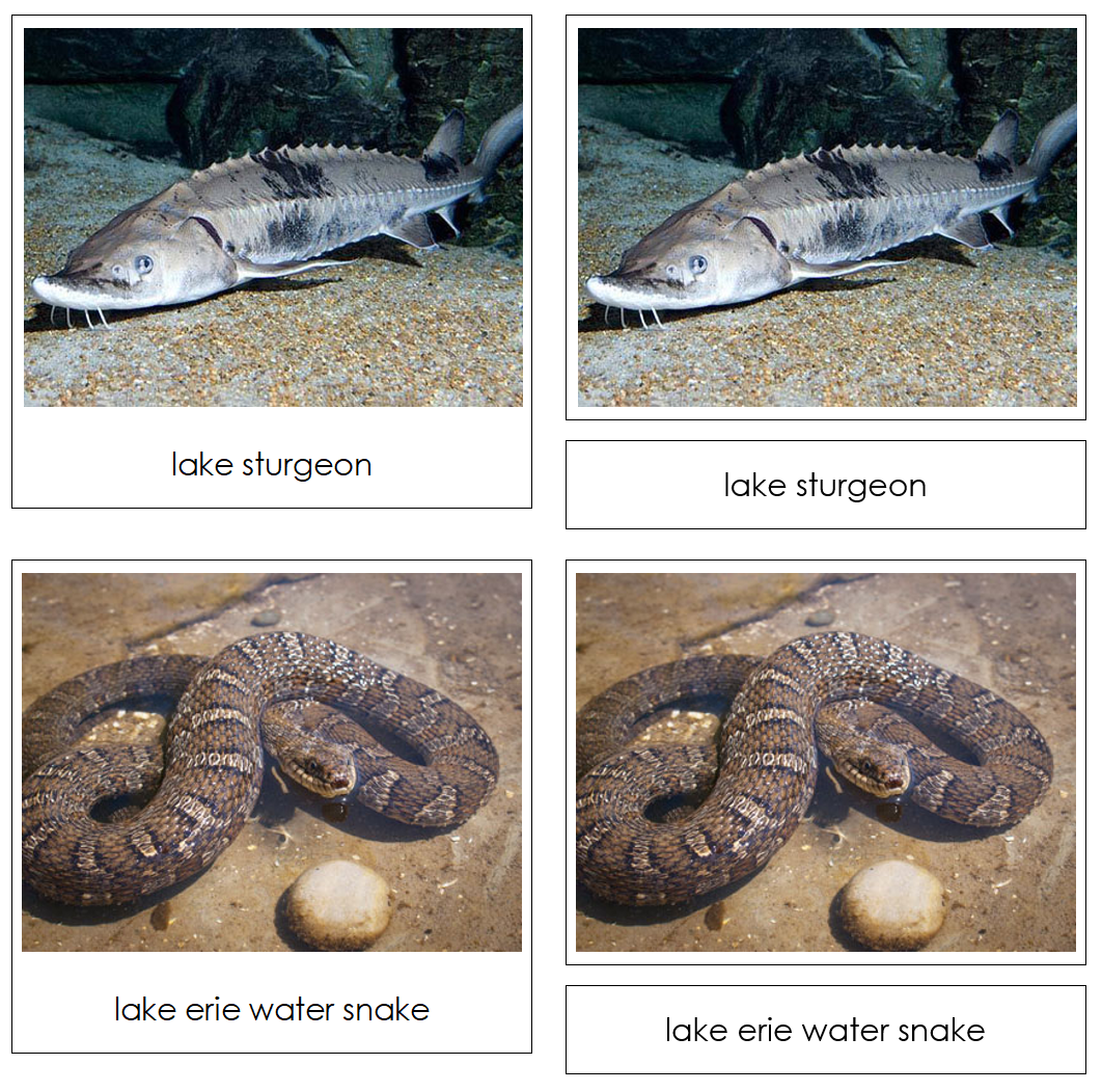 Great Lakes Safari TOOB Cards - Montessori Print Shop Digital Download