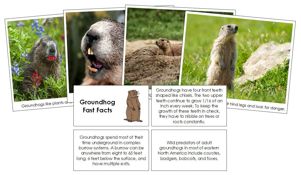 Groundhog Fast Facts & Pictures - Montessori Print Shop Digital Download