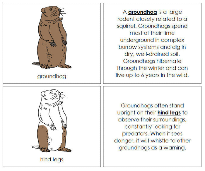 Parts of a Groundhog Nomenclature Book - Montessori Print Shop Digital Download