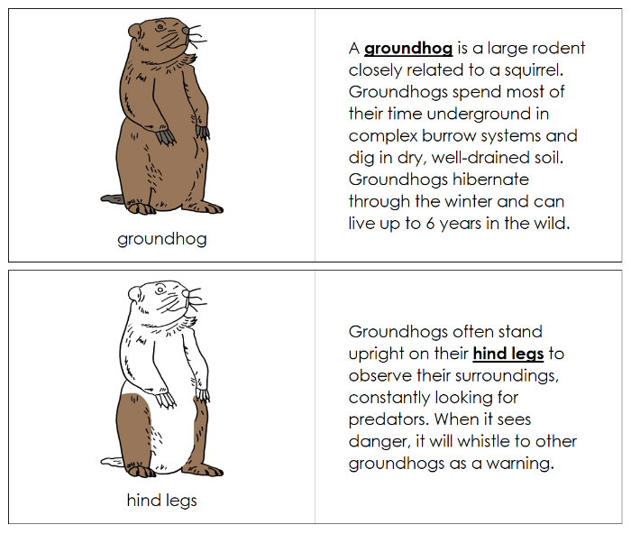 Parts of a Groundhog Nomenclature Book - Montessori Print Shop Digital Download