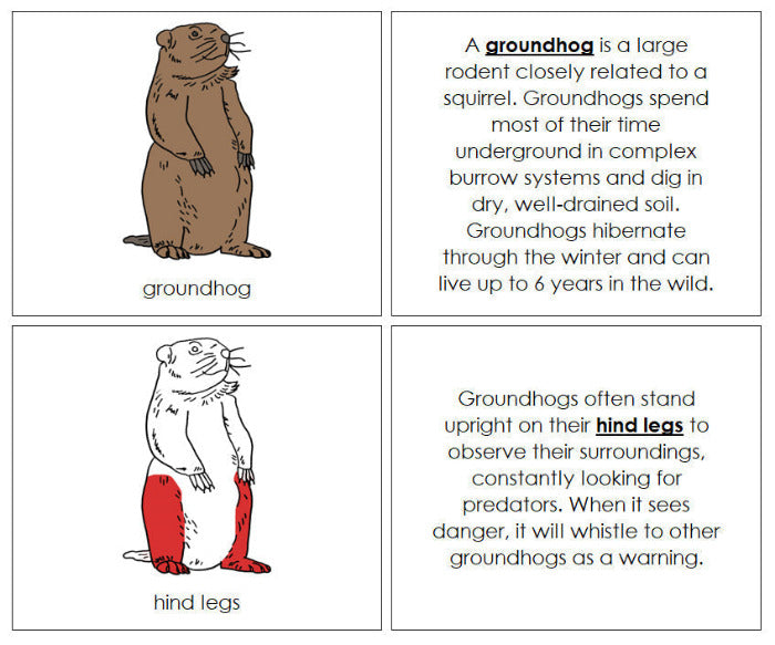 Parts of a Groundhog Nomenclature Book (red) - Montessori Print Shop Digital Download