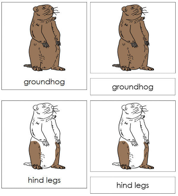 Parts of a Groundhog 3-Part Nomenclature Cards - Montessori Print Shop Digital Download