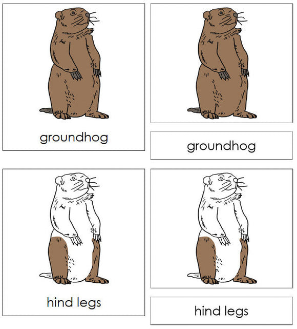 Parts of a Groundhog 3-Part Nomenclature  Cards - Montessori Print Shop Digital Download