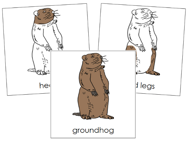 Parts of a Groundhog 3-Part Nomenclature  Cards - Montessori Print Shop Digital Download