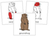 Groundhog Nomenclature - Cards (red)