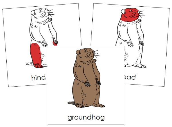 Parts of a Groundhog Nomenclature Cards - Montessori Print Shop Digital Download