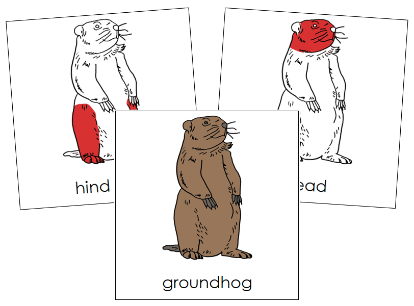 Groundhog Nomenclature - Cards (red)