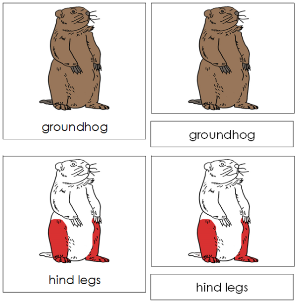Parts of a Groundhog 3-Part Nomenclature Cards - Montessori Print Shop Digital Download