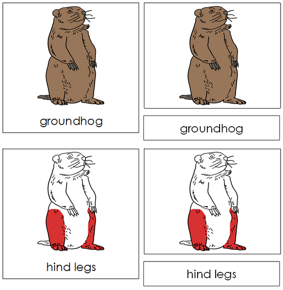 Groundhog Nomenclature - Cards (red)