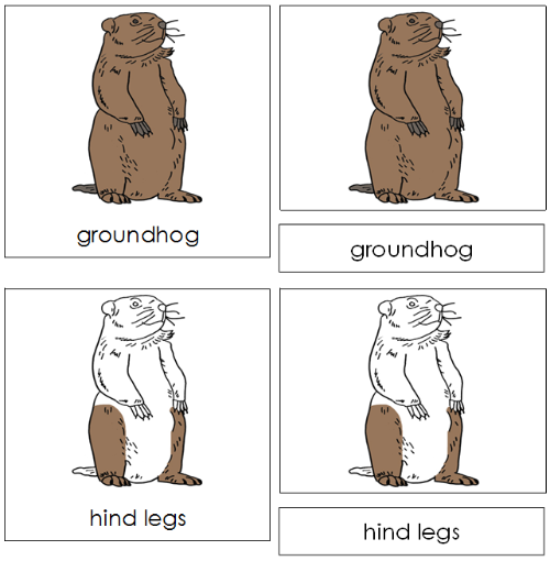 Groundhog Nomenclature 3-Part Cards - Montessori Print Shop
