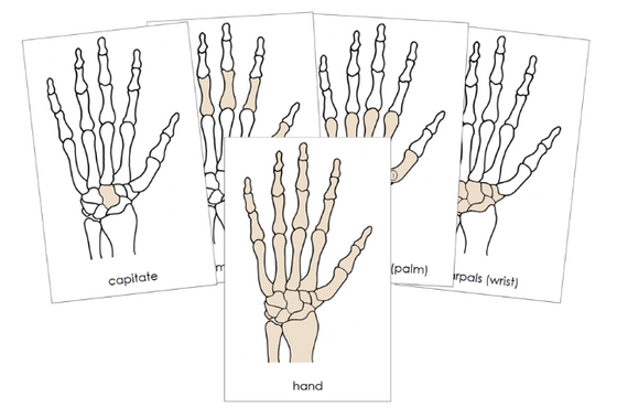 Hand Bones Nomenclature Cards - Montessori Print Shop Digital Download