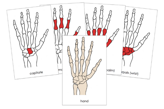 Bones of a Hand Nomenclature Cards - Montessori Print Shop Digital Download