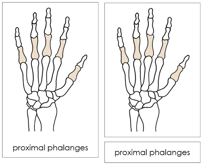 Hand Bones Nomenclature Cards - Montessori Print Shop Digital Download