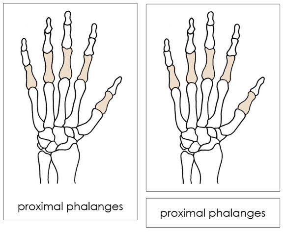 Hand Bones Nomenclature Cards - Montessori Print Shop Digital Download